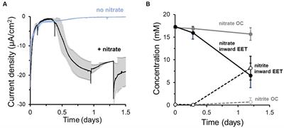 Extracellular electron uptake from a cathode by the lactic acid bacterium Lactiplantibacillus plantarum